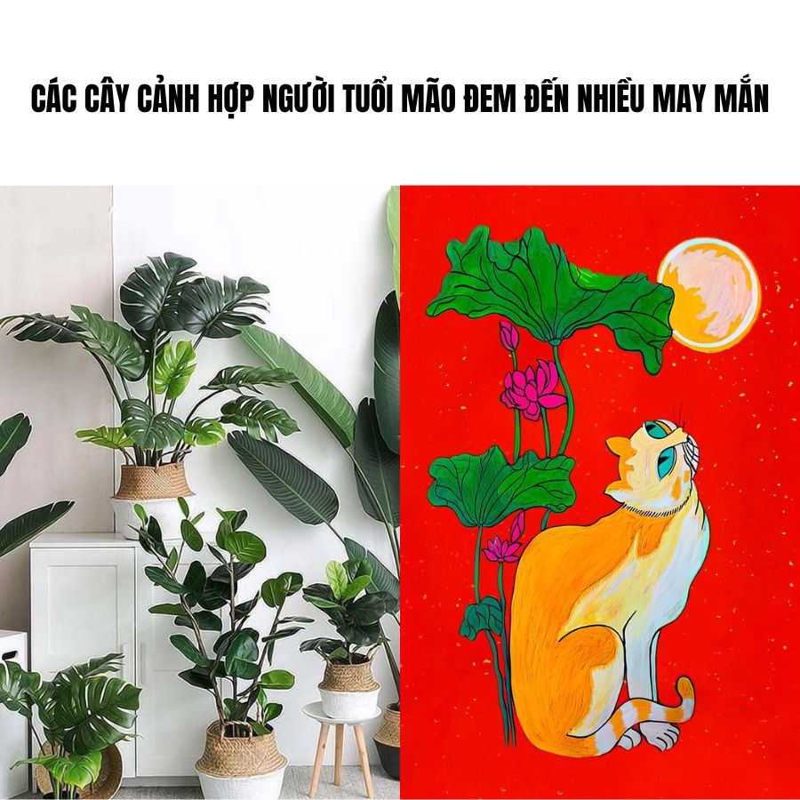 Các Cây Cảnh Hợp Người Tuổi Mão Đem Đến Nhiều May Mắn