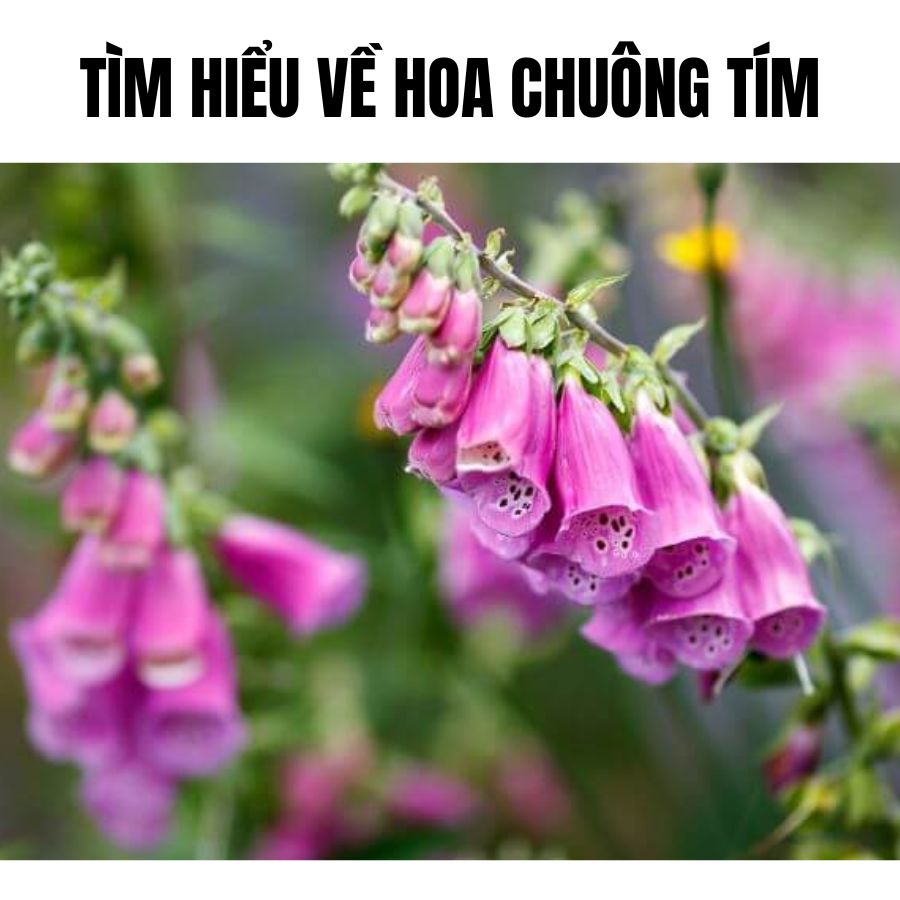 Tìm hiểu về Hoa chuông tím