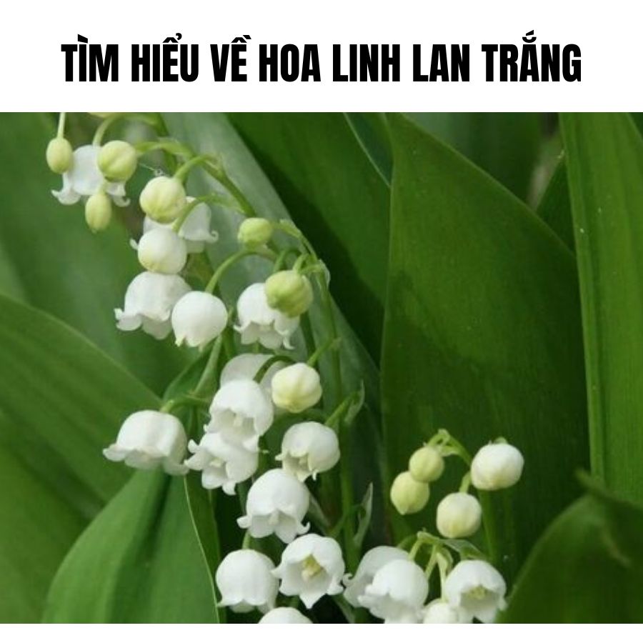 Tìm hiểu về Hoa Linh Lan trắng